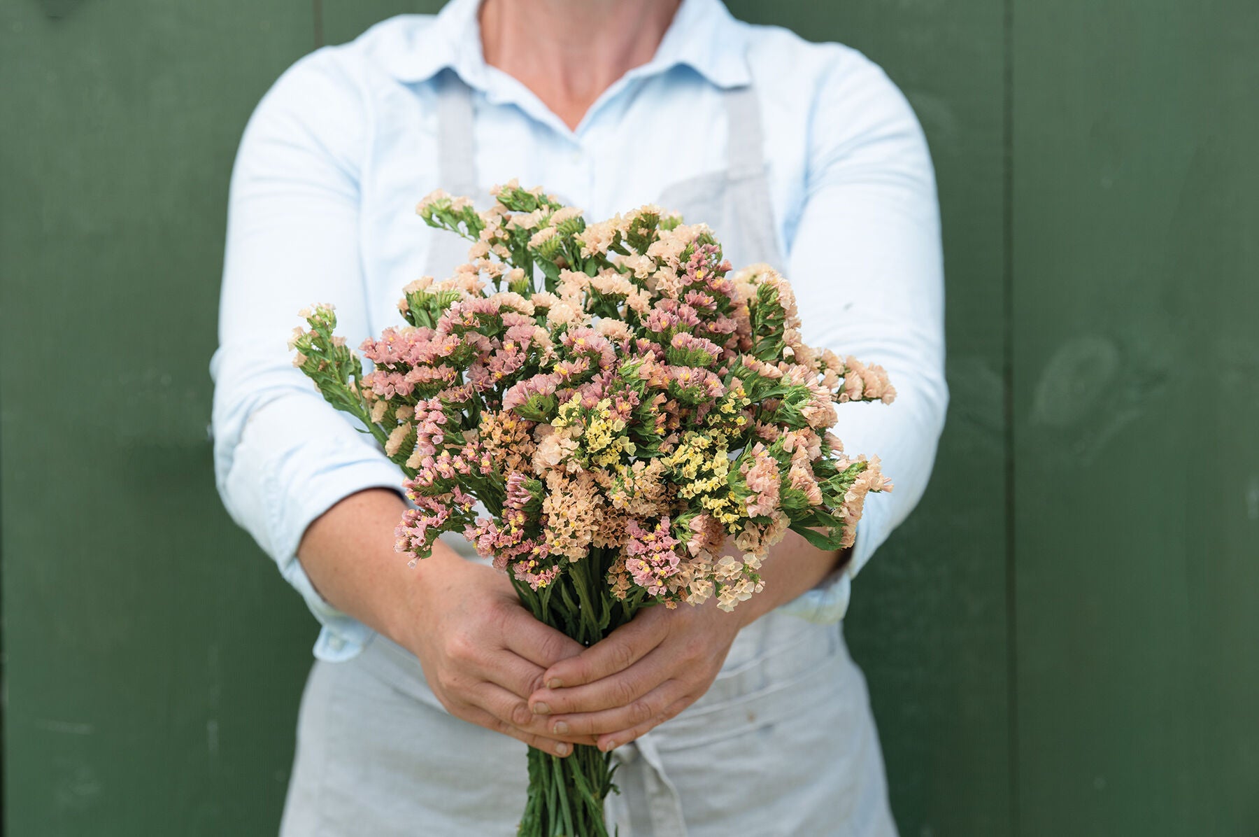 Apricot Beauty – Statice Seed